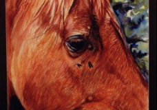 Darn horseflys !