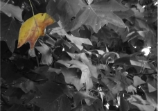First Fall