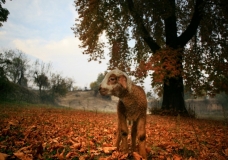Fall in Kashmir
