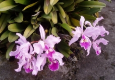 Orchidian Beauty
