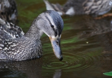 Canadian Duck