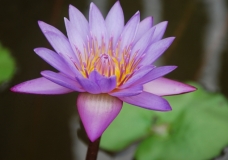 Lotus in the School