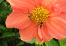 BEEing in the garden!