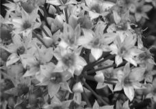 Perspective: 2 Inch Bouquet