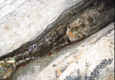 rockpool