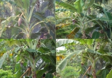 Growth of a Banana