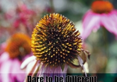 Dare to be different?