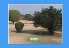 Take Action - Plant a tree