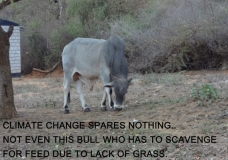 Climate Change spares nothing