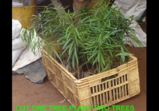 Cut one tree, plant two