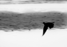 Just by the wind