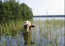 Floating Cow