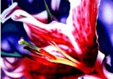 Lily