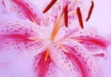 Stargazer
