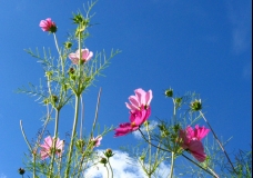 Sky Flowers