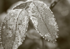 Leaves of Rose