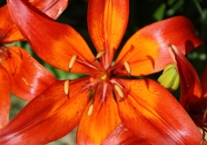 Lily