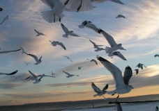 Winter Seagulls
