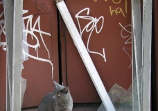 The Cat and the frame