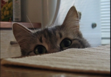 My cat