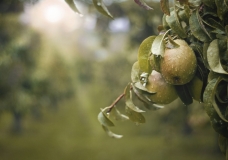 Pyrus
