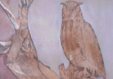 The Owl