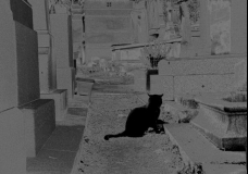 Chat Noir (Pere Lachaise)
