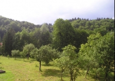 my green view