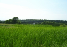 June Exhibit- Green Field