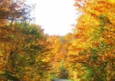 Autumn Fire