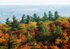 Family Trees