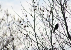 Silhouette Bird