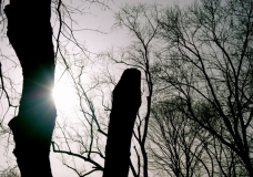 Through the Trees.