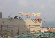 butterflies on sky