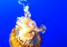 Jellies