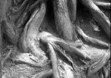 Ways of nature
