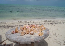Conchs on a Table
