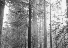 Redwood Trees