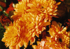 Flower 1