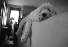 Lazy Dog