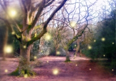 The Magic of Forests
