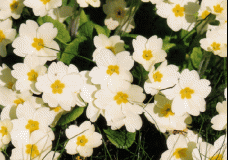 Flower 4