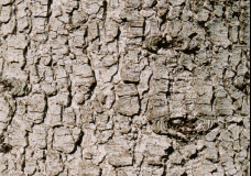 Texture 2