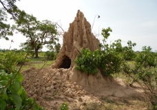 Termites