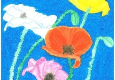 Poppies