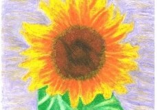smiley face sunflower