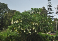 plant in malino, Indonesia
