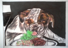Bull Dog
