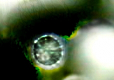 Embryo