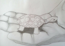 Tortoise